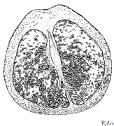 pompelmo Pagine Di Culore Stampabile